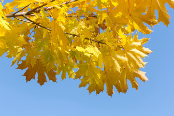 Maple branch with autumn leaves against the clear sky