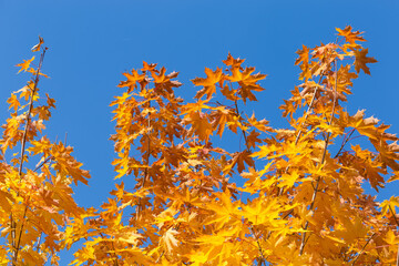 Maple branch tops with autumn leaves against the clear sky