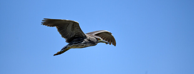 Night heron, Black-crowned night heron // Nachtreiher (Nycticorax nycticorax) - Greece