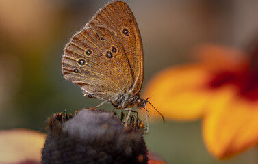 The specimen - a species of insect from the order of butterflies.