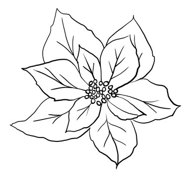recommend clip art: Christmas black outline Poinsettia flower, Winter holiday party design element