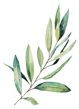 Watercolor olive twig with green leaves, isolated illustration for wedding and party design