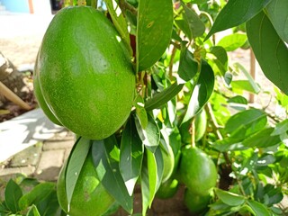 some avocados hanging from the branches of the tree