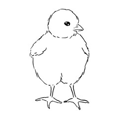 Sketch Cute chick. Hand drawn graphic illustration of little bird, chicken. Ink doodle drawing.
