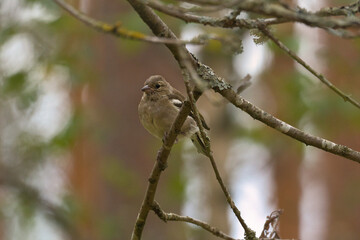 Chaffinch young on a branch in the forest. Brown, gray, green plumage. Songbird