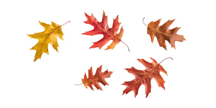 Autumn fall banner with falling red oak ( Quercus rubs L. ) leaves. Flying color leaves isolated on white