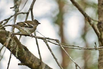 Chaffinch young on a branch in the forest. Brown, gray, green plumage. Songbird