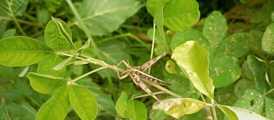 Grass among the grass
grasshopper