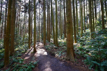 Obraz premium refreshing pathway in the sunny forest