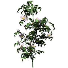 Naklejka premium Dog Rose Plant - Front View