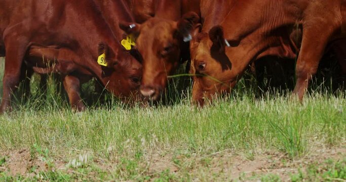 Herd Of Hungry Beef Cattle With Ear Tags Grazing In The Field. - close up