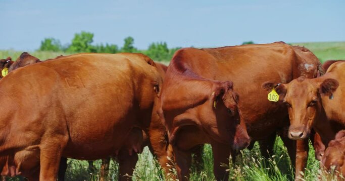 Herd Of Beef Master Cattle Grazing And Standing In A Grassy Field Near Grassy Butte In North Dakota. close up