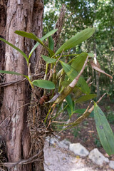 Orchids in Mexico