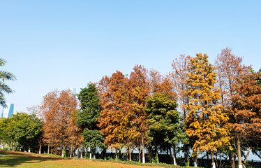 Autumn bald cypress trees in the park