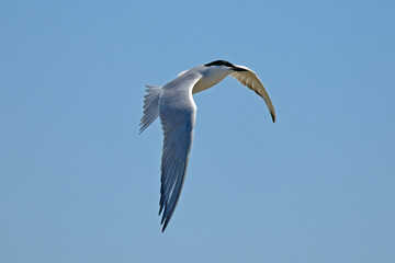 Gull-billed Tern // Lachseeschwalbe (Gelochelidon nilotica) - Axios Delta, Greece // Griechenland