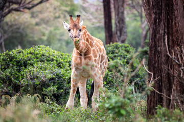 Rothschild giraffe, giraffa camelopardalis rothschildi, grazing on vegetation at a giraffe...