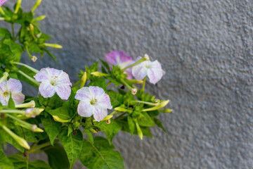 Fototapeta na wymiar Mirabilis jalapa, the marvel of Peru or four o'clock flower, Jalapa (or Xalapa), continues to bloom, evening pleasure flowers. Plant used for medical purposes.