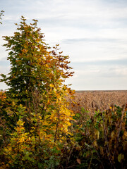 Autumn landscape. Bush with yellow leaves. Withered grass.