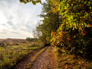 Autumn landscape. Yellow leaves. Road in fallen leaves. Forest Road.