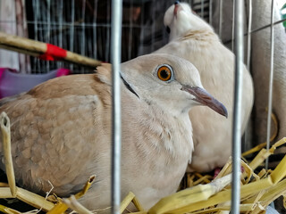 Most beautiful Australian dove bird in the cage. Dove birds are enjoying mating season from the...