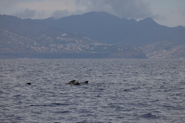 Dolphins in the Atlantic Ocean near Madeira with a view of the mountains