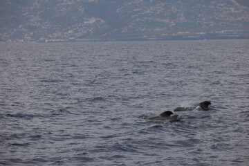 Fototapeta premium Dolphins in the Atlantic Ocean near Madeira with a view of the mountains