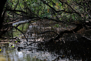 Fototapeta na wymiar Panoramic photo of mangrove swamp