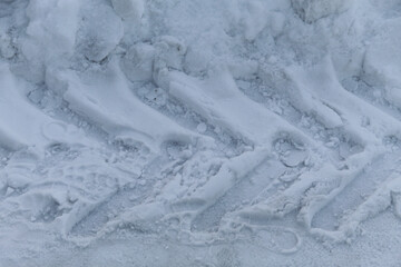 snow covered trees