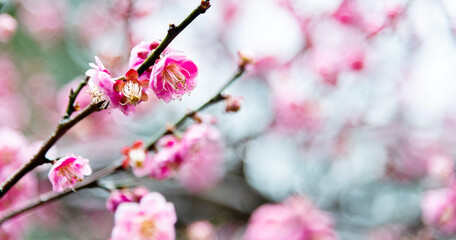 Plum blossoms blossom on the tree