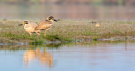 Great thick-knee