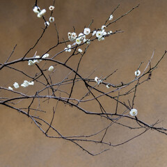 Fototapeta na wymiar White wintersweet blossom on the tree