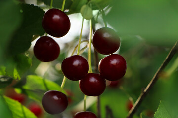 Closeup view of cherry tree with ripe red berries outdoors