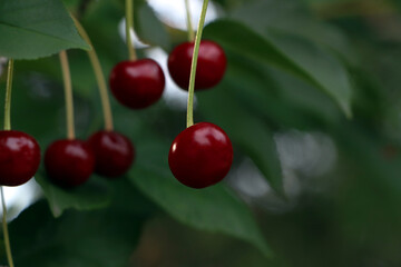 Closeup view of cherry tree with ripe red berries outdoors. Space for text
