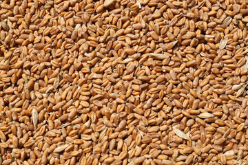 Pile of wheat grains as background, closeup view