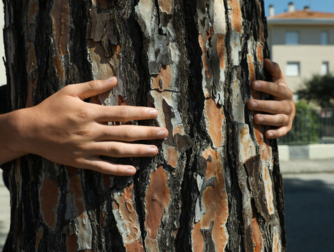 Boy hugging tree trunk outdoors on sunny day, closeup - Powered by Adobe