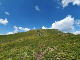 meadow with flowers