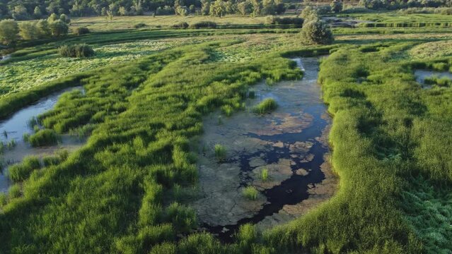Aerial view of wild swamp in summer season.
