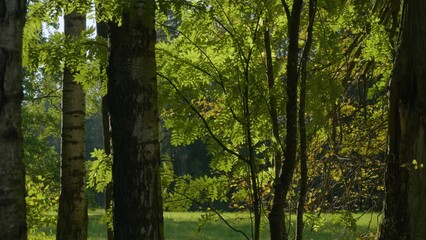 State museum Pavlovsk in autumn. The ash tree in the background light.