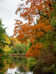 Autumn landscape. Beautiful forest lake. Yellow leaves.
