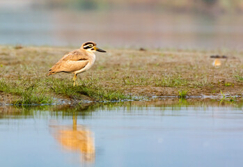 Great thick-knee