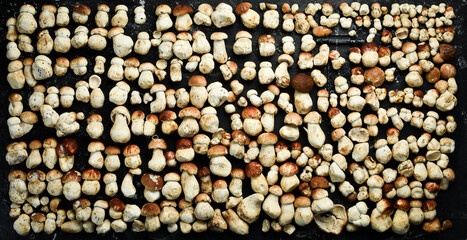Wild porcini mushrooms on a black stone table. Top view. Organic food.