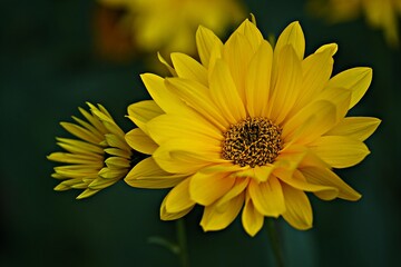 yellow flower in the garden