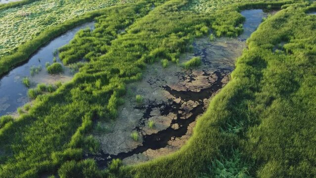 Aerial view of wild swamp in summer season.