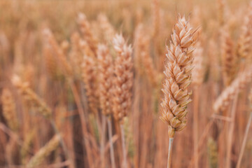 Ripe ear of wheat crop in cultivated agricultural field ready for harvest