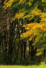 Colorful autumn trees with yellow leaves.