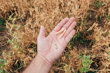 Farmer examining green pea pod, close up of hand pov image