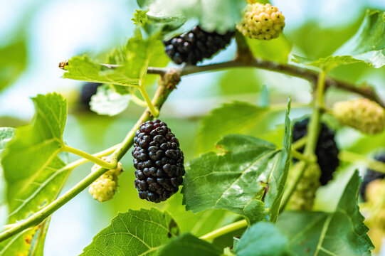 Ripe mulberry fruit on the branch in organic orchard