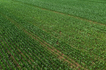 Aerial shot of corn crop seedlings growing in cultivated agricultural plantation field, drone pov