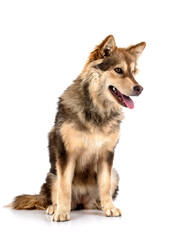 Finnish Lapphund in studio