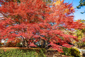 月の石もみじ公園の紅葉